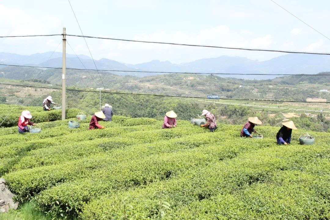 广福集团：百强茶企 产业化多面布局(图4)