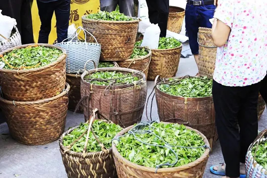福鼎白茶纳入中欧地标认证产品,将发生什么重大影响?(图9) 图片