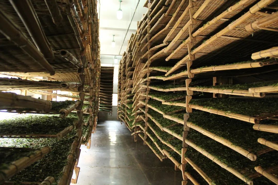 福鼎白茶纳入中欧地标认证产品,将发生什么重大影响?(图10) 图片
