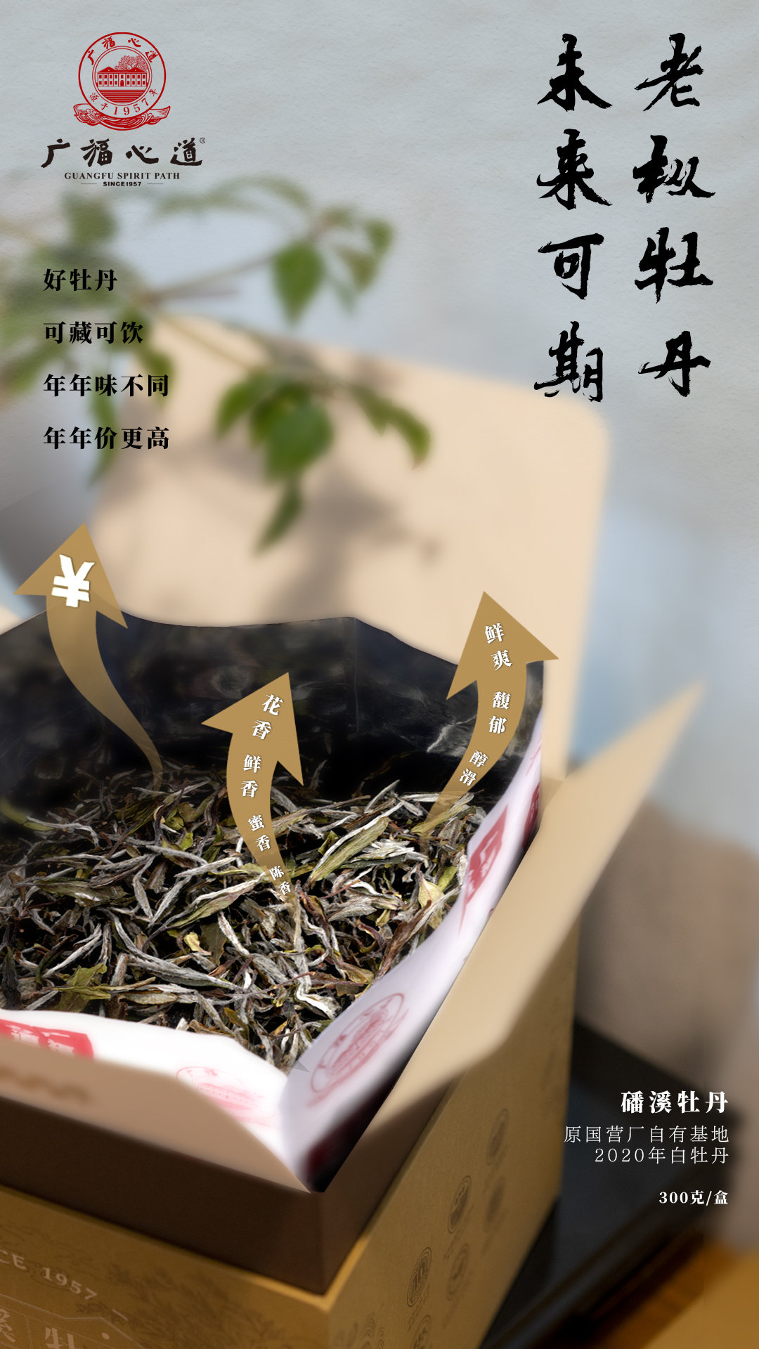 磻溪银针、磻溪牡丹：黄金产区高品质，老茶新芽争鲜甜 (图8)