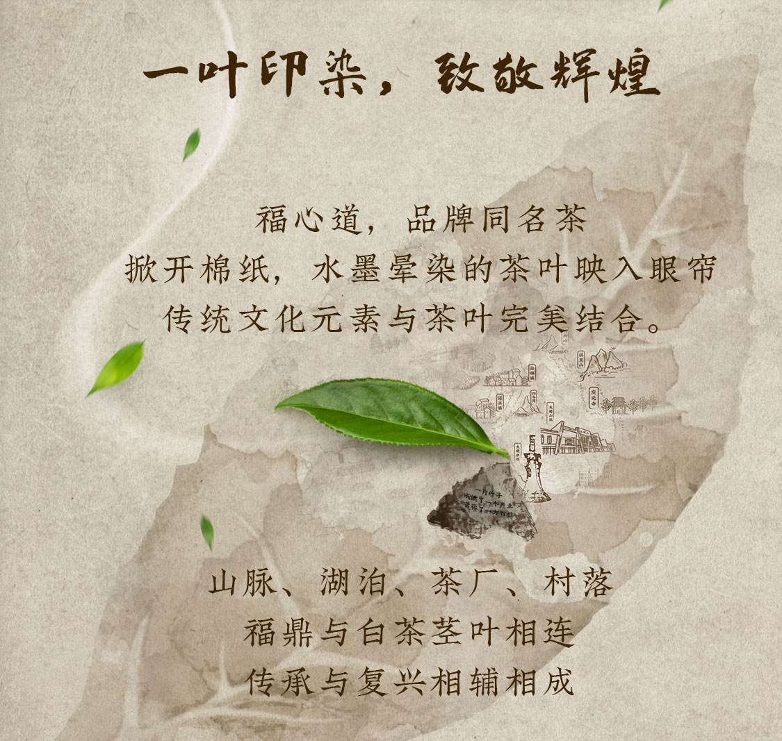福心道：复兴福鼎白茶真“古”味！(图5)